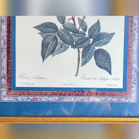 Vintage Rosier de Philippe Noisette Floral Print in Gold Frame - Picture 4 of 8